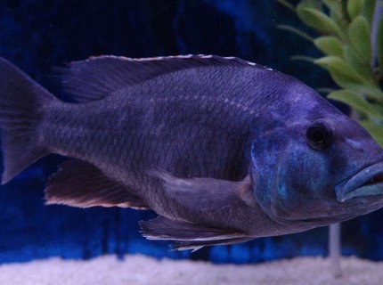 freshwater fish - nimbochromis livingstonii - livingstoni stocking in 125 gallons tank - male Nimbochromis livingstoni freshwater fish - nimbochromis livingstonii - livingstoni stocking in 125 gallons tank - male Nimbochromis livingstoni