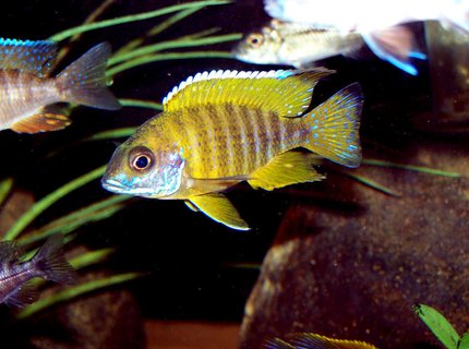 freshwater fish - aulonocara baenschi - sunshine peacock stocking in 90 gallons tank - Aulunocara Baenschi freshwater fish - aulonocara baenschi - sunshine peacock stocking in 90 gallons tank - Aulunocara Baenschi