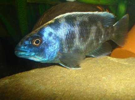 freshwater fish - nimbochromis venustus - venustus cichlid stocking in 70 gallons tank - Nimbochromis venustus freshwater fish - nimbochromis venustus - venustus cichlid stocking in 70 gallons tank - Nimbochromis venustus