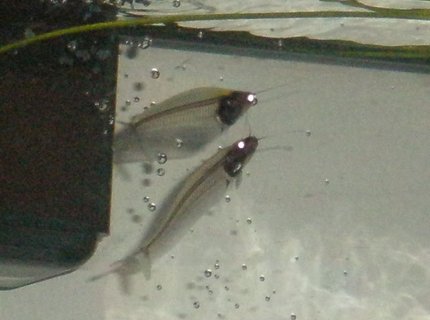 freshwater fish - kryptopterus bicirrhis - ghost glass cat stocking in 55 gallons tank - Glass Cats AKA (kryptopterus bicirrhis & k. minor) freshwater fish - kryptopterus bicirrhis - ghost glass cat stocking in 55 gallons tank - Glass Cats AKA (kryptopterus bicirrhis & k. minor)