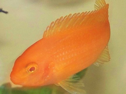 freshwater fish - pseudotropheus estherae - red zebra cichlid stocking in 29 gallons tank - zebra red freshwater fish - pseudotropheus estherae - red zebra cichlid stocking in 29 gallons tank - zebra red