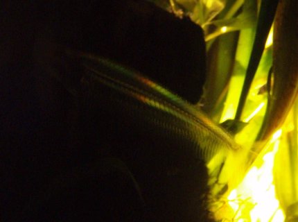 freshwater fish - kryptopterus bicirrhis - ghost glass cat stocking in 70 gallons tank - Glass Catfish freshwater fish - kryptopterus bicirrhis - ghost glass cat stocking in 70 gallons tank - Glass Catfish