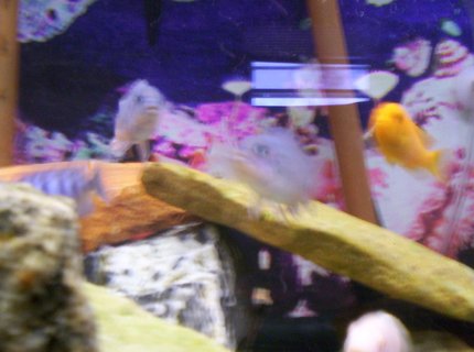 freshwater fish - pseudotropheus estherae - red zebra cichlid stocking in 75 gallons tank - Some pics of my fish freshwater fish - pseudotropheus estherae - red zebra cichlid stocking in 75 gallons tank - Some pics of my fish
