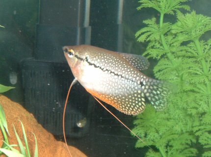 freshwater fish - trichogaster leeri - pearl gourami stocking in 55 gallons tank - pearl gouarami freshwater fish - trichogaster leeri - pearl gourami stocking in 55 gallons tank - pearl gouarami