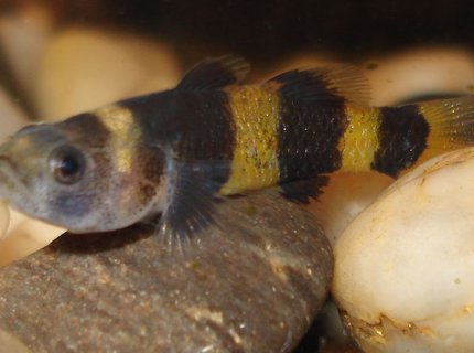 freshwater fish - brachygobius doriae - bumble bee goby stocking in 10 gallons tank - Bumblebee Goby freshwater fish - brachygobius doriae - bumble bee goby stocking in 10 gallons tank - Bumblebee Goby
