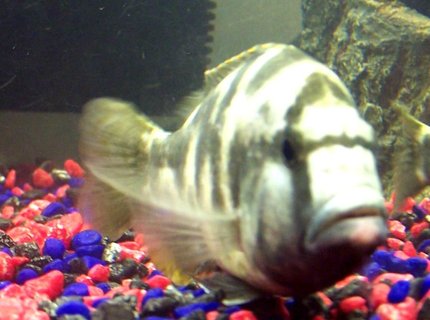 freshwater fish - nimbochromis livingstonii - livingstoni stocking in 250 gallons tank - Camo freshwater fish - nimbochromis livingstonii - livingstoni stocking in 250 gallons tank - Camo