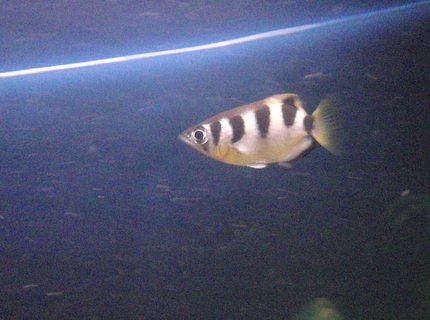 freshwater fish - toxotes jaculatrix - archer fish stocking in 60 gallons tank - Archerfish hunting. freshwater fish - toxotes jaculatrix - archer fish stocking in 60 gallons tank - Archerfish hunting.