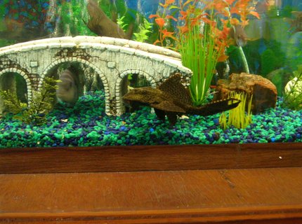 freshwater fish - archocentrus nigrofasciatus - black convict cichlid stocking in 55 gallons tank - my placo , convict, and fcatfish freshwater fish - archocentrus nigrofasciatus - black convict cichlid stocking in 55 gallons tank - my placo , convict, and fcatfish