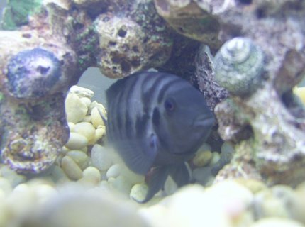 freshwater fish - archocentrus nigrofasciatus - black convict cichlid stocking in 55 gallons tank - Convict Cichlid freshwater fish - archocentrus nigrofasciatus - black convict cichlid stocking in 55 gallons tank - Convict Cichlid