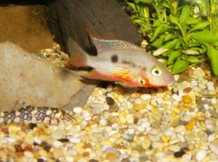 freshwater fish - thorichthys meeki - firemouth cichlid stocking in 90 gallons tank - firemouth 2 freshwater fish - thorichthys meeki - firemouth cichlid stocking in 90 gallons tank - firemouth 2