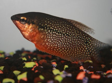freshwater fish - trichogaster leeri - pearl gourami stocking in 40 gallons tank - Pearl Gourami freshwater fish - trichogaster leeri - pearl gourami stocking in 40 gallons tank - Pearl Gourami