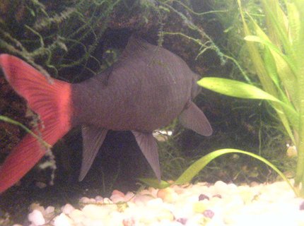 freshwater fish - epalzeorhynchos bicolor - redtail shark stocking in 200 gallons tank - my red tail shark freshwater fish - epalzeorhynchos bicolor - redtail shark stocking in 200 gallons tank - my red tail shark