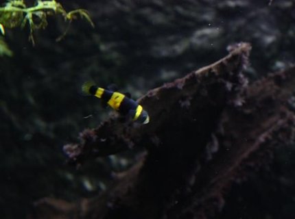 freshwater fish - brachygobius doriae - bumble bee goby stocking in 350 gallons tank - bumble beegoby freshwater fish - brachygobius doriae - bumble bee goby stocking in 350 gallons tank - bumble beegoby