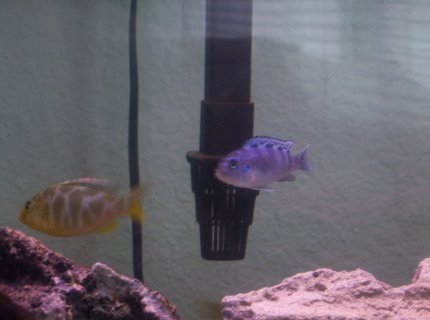 freshwater fish - nimbochromis venustus - venustus cichlid stocking in 55 gallons tank - my venusa and kenyi freshwater fish - nimbochromis venustus - venustus cichlid stocking in 55 gallons tank - my venusa and kenyi