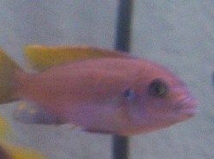 freshwater fish - copadichromis borleyi - yellowfin borleyi cichlid stocking in 55 gallons tank - unknown fish freshwater fish - copadichromis borleyi - yellowfin borleyi cichlid stocking in 55 gallons tank - unknown fish