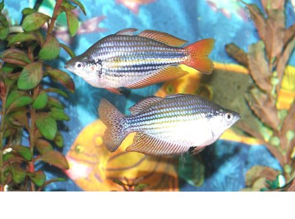 freshwater fish - melanotaenia splendida - australian rainbow stocking in 110 gallons tank - Male Rainbow display freshwater fish - melanotaenia splendida - australian rainbow stocking in 110 gallons tank - Male Rainbow display