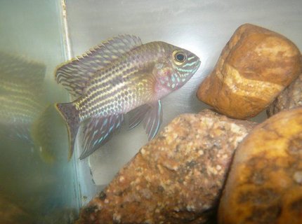 freshwater fish - aequidens pulcher - blue acara stocking in 50 gallons tank - blue acara... freshwater fish - aequidens pulcher - blue acara stocking in 50 gallons tank - blue acara...