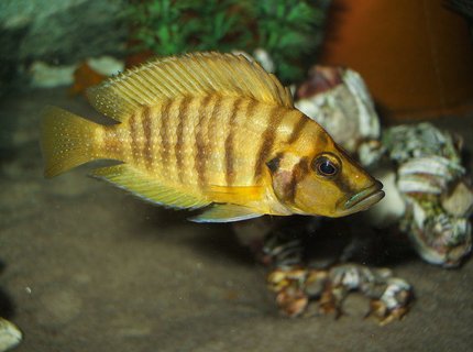 freshwater fish - altolamprologus compressicep - gold head compressicep cichlid stocking in 100 gallons tank - Altolamprologus compressiceps freshwater fish - altolamprologus compressicep - gold head compressicep cichlid stocking in 100 gallons tank - Altolamprologus compressiceps