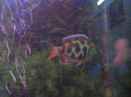 freshwater fish - nimbochromis venustus - venustus cichlid stocking in 6 gallons tank - commando cichlid with ALLAH written on it freshwater fish - nimbochromis venustus - venustus cichlid stocking in 6 gallons tank - commando cichlid with ALLAH written on it