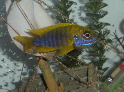 freshwater fish - aulonocara baenschi - sunshine peacock stocking in 20 gallons tank - Banga Peacock freshwater fish - aulonocara baenschi - sunshine peacock stocking in 20 gallons tank - Banga Peacock