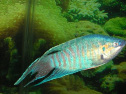 freshwater fish - macropodus opercularis - blue paradise stocking in 75 gallons tank - male paradise fish in full courting colors freshwater fish - macropodus opercularis - blue paradise stocking in 75 gallons tank - male paradise fish in full courting colors