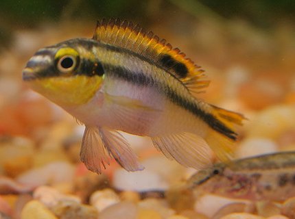 freshwater fish - pelvicachromis pulcher - albino kribensis cichlid stocking in 45 gallons tank - Kribensis Cichlid freshwater fish - pelvicachromis pulcher - albino kribensis cichlid stocking in 45 gallons tank - Kribensis Cichlid
