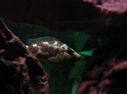 freshwater fish - nimbochromis livingstonii - livingstoni stocking in 75 gallons tank - My Livingstoni hiding in the background. freshwater fish - nimbochromis livingstonii - livingstoni stocking in 75 gallons tank - My Livingstoni hiding in the background.