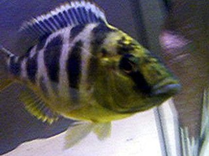 freshwater fish - nimbochromis venustus - venustus cichlid stocking in 55 gallons tank - Giraffe Cichlid
Nimbochromis Venustus freshwater fish - nimbochromis venustus - venustus cichlid stocking in 55 gallons tank - Giraffe Cichlid
Nimbochromis Venustus