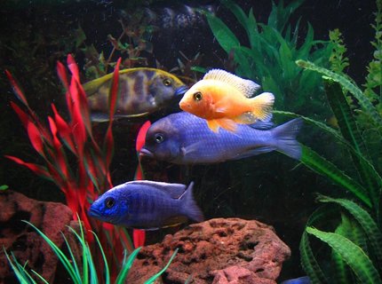 freshwater fish - cyrtocara moorii - blue dolphin cichlid stocking in 75 gallons tank - (Left to right) Venustus, Electric Blue, Blue Dolphin, Dragonblood Peacock. freshwater fish - cyrtocara moorii - blue dolphin cichlid stocking in 75 gallons tank - (Left to right) Venustus, Electric Blue, Blue Dolphin, Dragonblood Peacock.