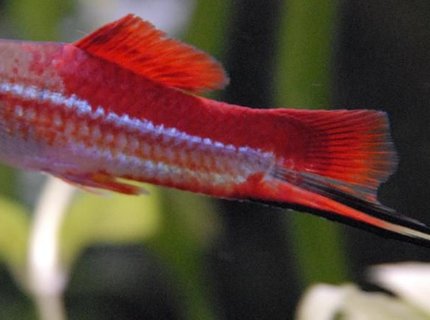 freshwater fish - xiphophorus helleri - swordtail stocking in 55 gallons tank - 3" Neon Swordtail freshwater fish - xiphophorus helleri - swordtail stocking in 55 gallons tank - 3" Neon Swordtail