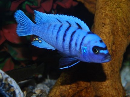 freshwater fish - cynotilapia afra - afra cichlid stocking in 125 gallons tank - Blue Reef # 2 freshwater fish - cynotilapia afra - afra cichlid stocking in 125 gallons tank - Blue Reef # 2