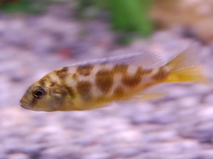 freshwater fish - nimbochromis livingstonii - livingstoni stocking in 46 gallons tank - I'm not sure what this guy is...anybody? freshwater fish - nimbochromis livingstonii - livingstoni stocking in 46 gallons tank - I'm not sure what this guy is...anybody?