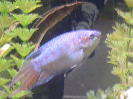 freshwater fish - macropodus opercularis - blue paradise stocking in 55 gallons tank - coming freshwater fish - macropodus opercularis - blue paradise stocking in 55 gallons tank - coming