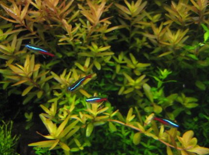 freshwater fish - paracheirodon innesi - neon tetra jumbo stocking in 29 gallons tank - Tetras hangin out on a warm day freshwater fish - paracheirodon innesi - neon tetra jumbo stocking in 29 gallons tank - Tetras hangin out on a warm day