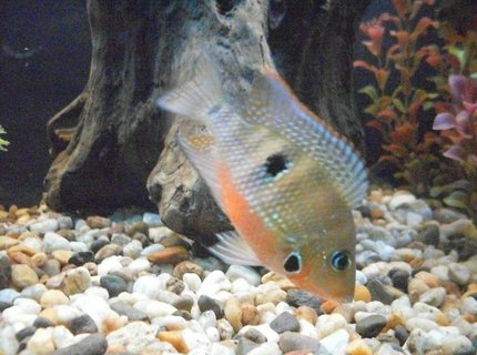 freshwater fish - thorichthys meeki - firemouth cichlid stocking in 55 gallons tank - Firemouth Cichlid he's young but really starting to show his colors. freshwater fish - thorichthys meeki - firemouth cichlid stocking in 55 gallons tank - Firemouth Cichlid he's young but really starting to show his colors.