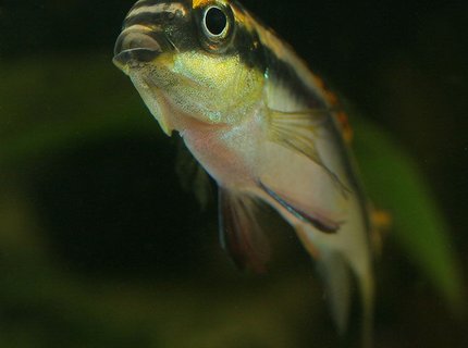 freshwater fish - pelvicachromis pulcher - albino kribensis cichlid stocking in 45 gallons tank - Kribensis freshwater fish - pelvicachromis pulcher - albino kribensis cichlid stocking in 45 gallons tank - Kribensis