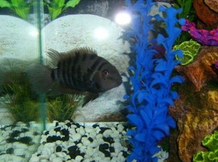 freshwater fish - archocentrus nigrofasciatus - black convict cichlid stocking in 30 gallons tank - My buddy. The Convict Cichlid. freshwater fish - archocentrus nigrofasciatus - black convict cichlid stocking in 30 gallons tank - My buddy. The Convict Cichlid.
