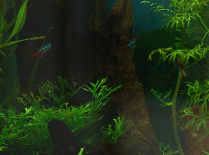 freshwater fish - paracheirodon innesi - neon tetra jumbo stocking in 37 gallons tank - Open water freshwater fish - paracheirodon innesi - neon tetra jumbo stocking in 37 gallons tank - Open water