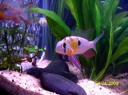 freshwater fish - microgeophagus altispinosa - bolivian ram stocking in 55 gallons tank - Bolivian Ram male in full courtship colors freshwater fish - microgeophagus altispinosa - bolivian ram stocking in 55 gallons tank - Bolivian Ram male in full courtship colors