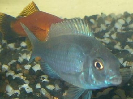 freshwater fish - cyrtocara moorii - blue dolphin cichlid stocking in 100 gallons tank - Blue Dolphin wanting a kiss, w/ Swordtail behind freshwater fish - cyrtocara moorii - blue dolphin cichlid stocking in 100 gallons tank - Blue Dolphin wanting a kiss, w/ Swordtail behind