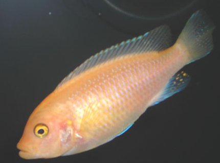 freshwater fish - pseudotropheus estherae - red zebra cichlid stocking in 55 gallons tank - Red Zebra mbuna Cichlid. freshwater fish - pseudotropheus estherae - red zebra cichlid stocking in 55 gallons tank - Red Zebra mbuna Cichlid.