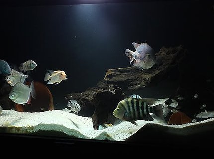 freshwater fish - metynnis argenteus - silver dollar - 300 Gallon Central American Cichlid tank. freshwater fish - metynnis argenteus - silver dollar - 300 Gallon Central American Cichlid tank.