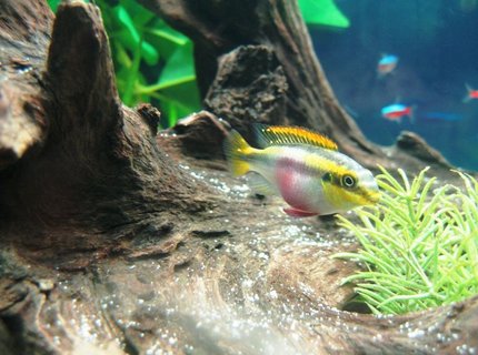 freshwater fish - pelvicachromis pulcher - kribensis cichlid stocking in 17 gallons tank - Female Pelvicachromis pulcher hours before she layed ~100 eggs. freshwater fish - pelvicachromis pulcher - kribensis cichlid stocking in 17 gallons tank - Female Pelvicachromis pulcher hours before she layed ~100 eggs.