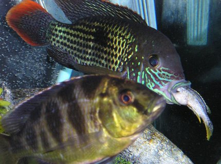 freshwater fish - aequidens rivulatus - green terror stocking in 80 gallons tank - Green Terror eating a cichlid freshwater fish - aequidens rivulatus - green terror stocking in 80 gallons tank - Green Terror eating a cichlid