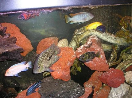 freshwater fish - nimbochromis venustus - venustus cichlid stocking in 80 gallons tank - Assorted African Cichlids freshwater fish - nimbochromis venustus - venustus cichlid stocking in 80 gallons tank - Assorted African Cichlids
