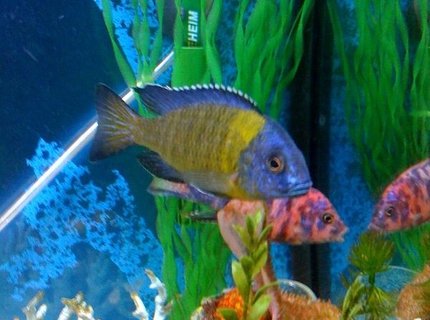 freshwater fish - aulonocara baenschi - sunshine peacock stocking in 72 gallons tank - ONE OF MY FIRST CICHLIDS freshwater fish - aulonocara baenschi - sunshine peacock stocking in 72 gallons tank - ONE OF MY FIRST CICHLIDS