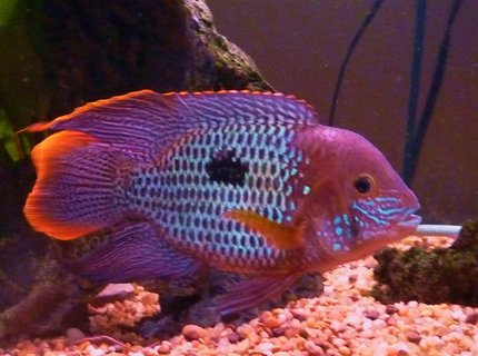 freshwater fish - aequidens rivulatus - green terror stocking in 90 gallons tank - 8 inch green terror with great colouring and finnage in a 90g freshwater fish - aequidens rivulatus - green terror stocking in 90 gallons tank - 8 inch green terror with great colouring and finnage in a 90g
