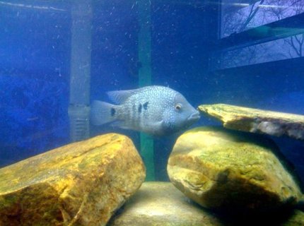 freshwater fish - herichthys carpinte - green texas cichlid stocking in 75 gallons tank - Texas cichlid freshwater fish - herichthys carpinte - green texas cichlid stocking in 75 gallons tank - Texas cichlid