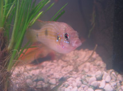freshwater fish - anomalochromis thomasi - african butterfly cichlid stocking in 25 gallons tank - My African Butterfly Cichlid (Male) freshwater fish - anomalochromis thomasi - african butterfly cichlid stocking in 25 gallons tank - My African Butterfly Cichlid (Male)