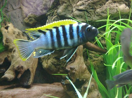 freshwater fish - cynotilapia afra - afra cichlid stocking in 105 gallons tank - Cynotilapia afra red Top, likoma island freshwater fish - cynotilapia afra - afra cichlid stocking in 105 gallons tank - Cynotilapia afra red Top, likoma island